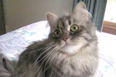 Nevaeh the Siberian cat