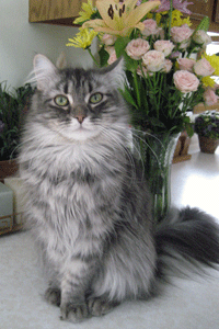 Nevaeh the Siberian
