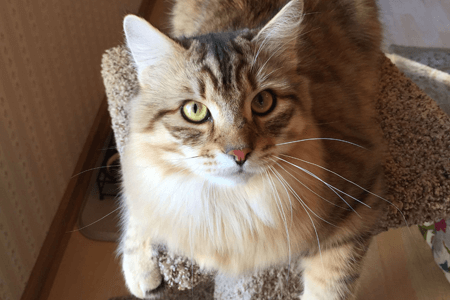 Noah - brown tabby Siberian