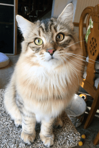 Noah the Siberian