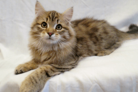 Noah kitten