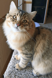 Noah the Siberian