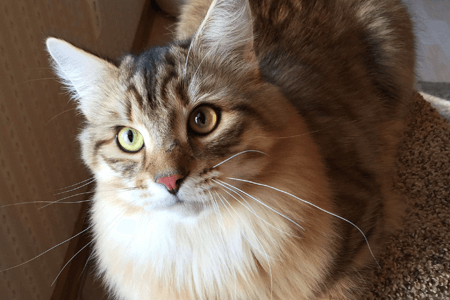Noah - brown spotted tabby Siberian