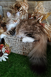 Nyla the Siberian cat