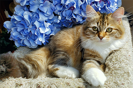 Nyla with blue flowers