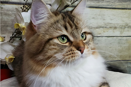 Nyla Siberian