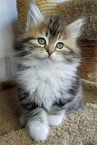 Nyla the Siberian kitten