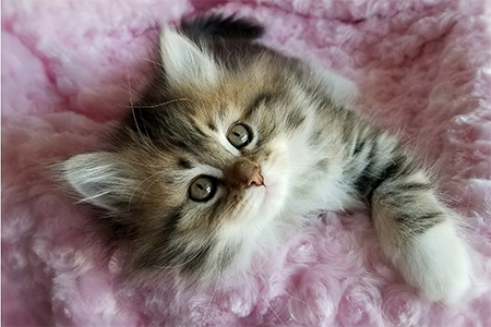 Nyla Siberian kitten