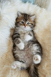 Nyla kitten