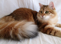 our Siberian breed cats