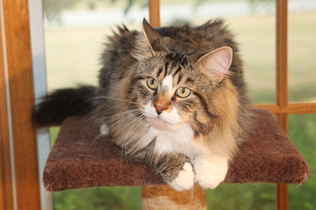 Raja at home in cat tree