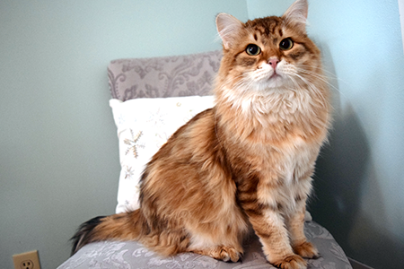 King Ramses - golden Siberian