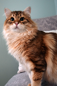 Siberian Ramses on chair