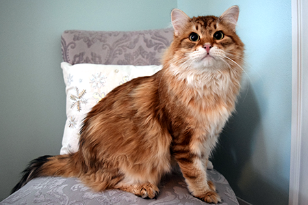 Ramses the Siberian cat