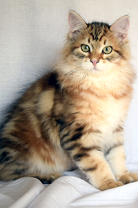 Ramses the Siberian kitten sitting up