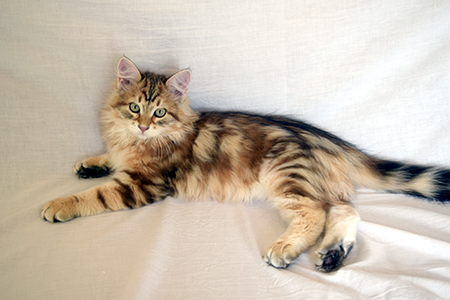 Ramses the siberian cat