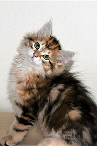 Ramses the Siberian kitten