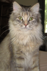 Safira the Siberian