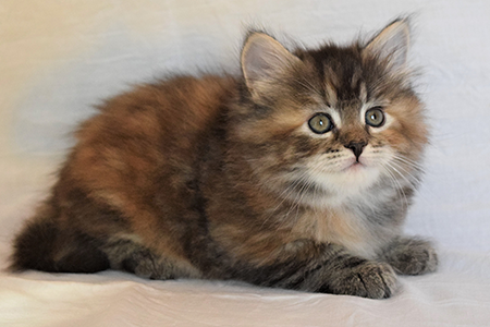 Scarlette kitten