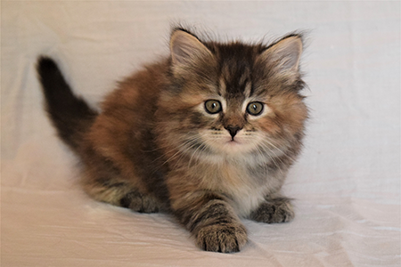 Scarlette as a kitten