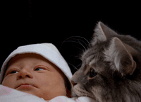 family Siberian cat with newborn