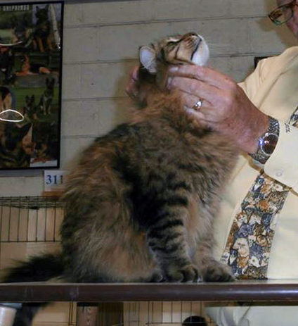 Husky being judged at cat show