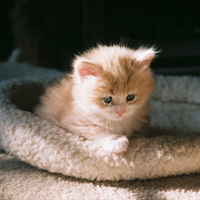 Siberian Kitten exploring