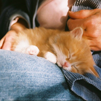 Siberian Kitten on lap
