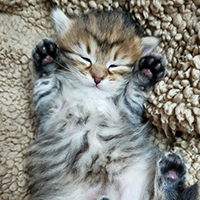 cute Siberian Kitten with paws up