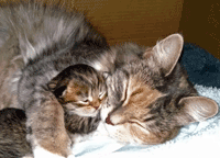 mother Siberian with arm around kitten