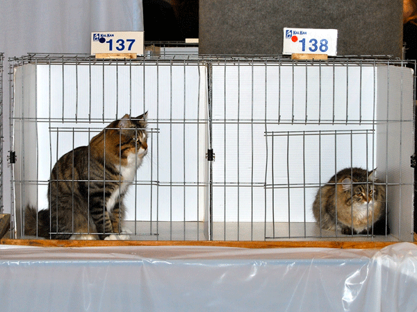 Our Siberians at cat show