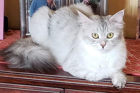 Tia the Siberian cat