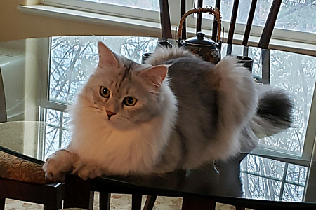 Tia