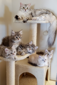 Tia and her litter