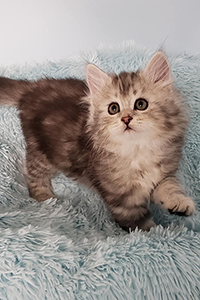 Tia as a kitten