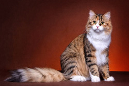 Trinity Siberian show  cat