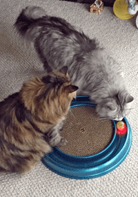 two Siberians playing with ball