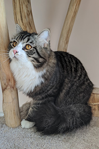 Siberian Winston