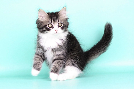 Winston King Siberian cat