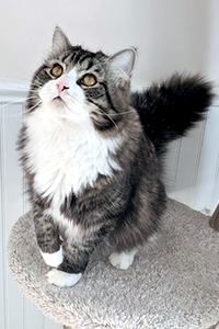 Winston the Siberian looking up