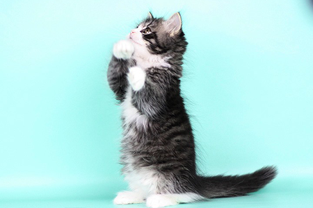 Winston as a kitten