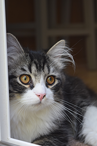 Winston the Siberian kitten looking out the window